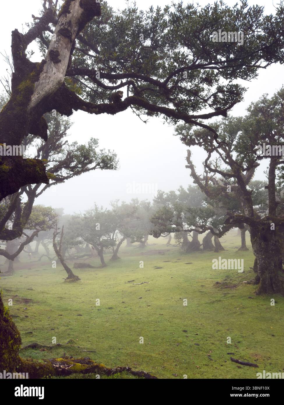 Alte verdrehte Bäume bedeckt mit Moos im nebeligen Fanal-Wald auf Madeira. Moody, traumhafte Landschaft mit sanftem Licht und geheimnisvoller Atmosphäre. Surreales Hikin Stockfoto