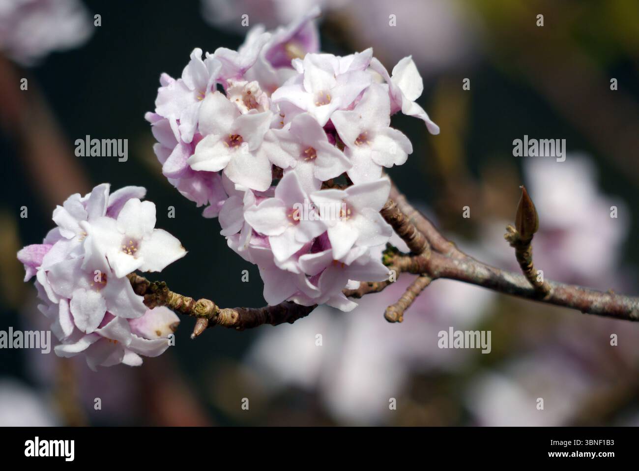 Rosa/weiße Blumen auf Daphne Bholua „Jacqueline Postill“ (nepalesische Papierfabrik) im RHS Garden Harlow Carr, Harrogate, England, Großbritannien. Stockfoto