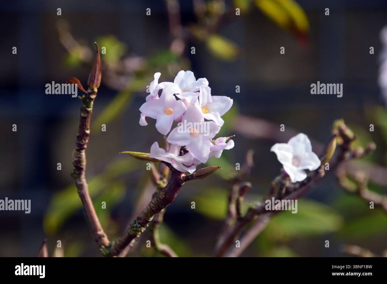 Rosa/weiße Blumen auf Daphne Bholua „Jacqueline Postill“ (nepalesische Papierfabrik) im RHS Garden Harlow Carr, Harrogate, England, Großbritannien. Stockfoto