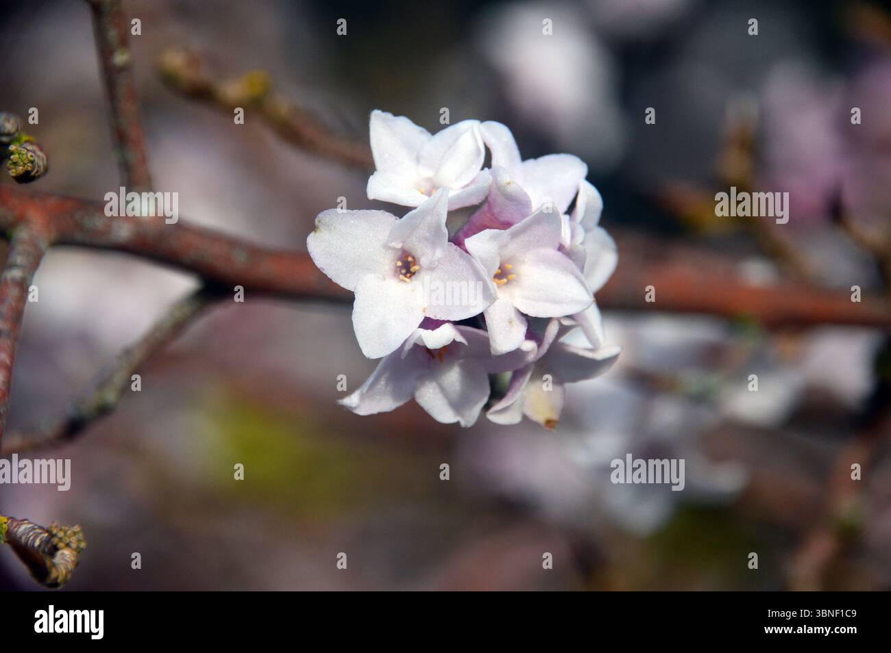 Rosa/weiße Blumen auf Daphne Bholua „Jacqueline Postill“ (nepalesische Papierfabrik) im RHS Garden Harlow Carr, Harrogate, England, Großbritannien. Stockfoto
