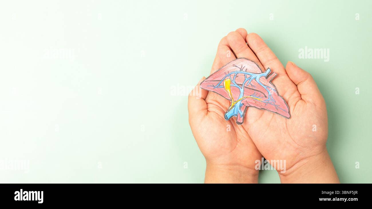 Leberorgan, Hepatitis-Infektion Krankheit, Diagnose von Krebs, Zirrhose Gesundheit Problem, alkoholische Fettleber Stockfoto