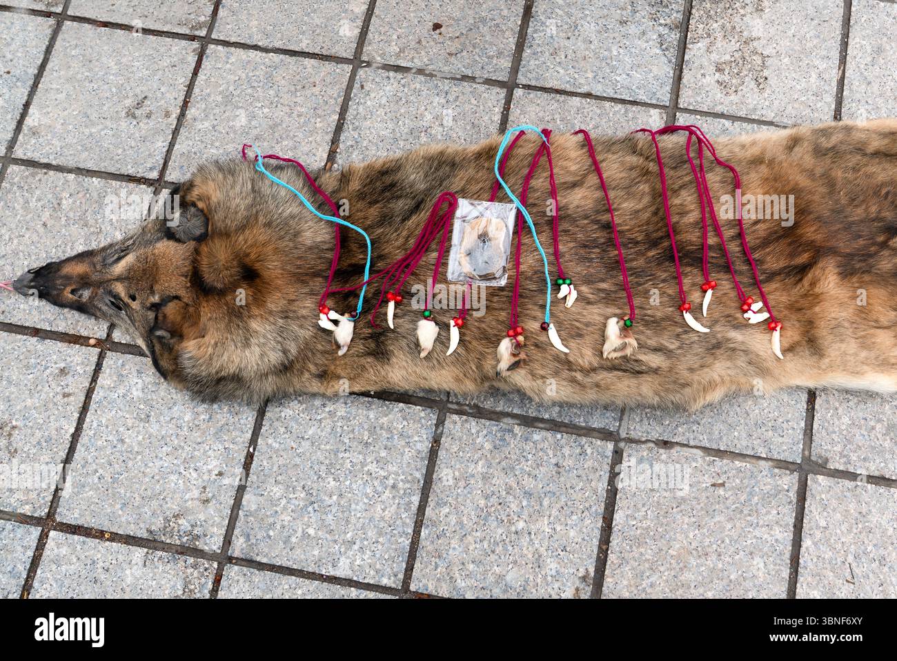 Halsketten aus Wolfszähnen und -Knochen werden auf Wolfsfellen in Samarkand, Usbekistan, ausgestellt und verkauft Stockfoto