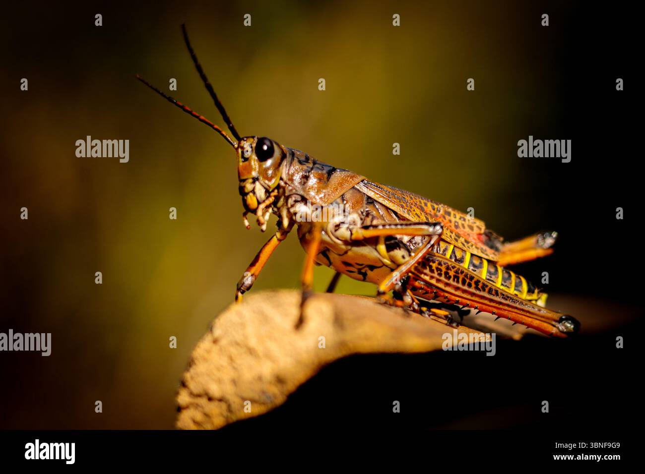 Grashüpfer, Florida, Nahaufnahme Stockfoto