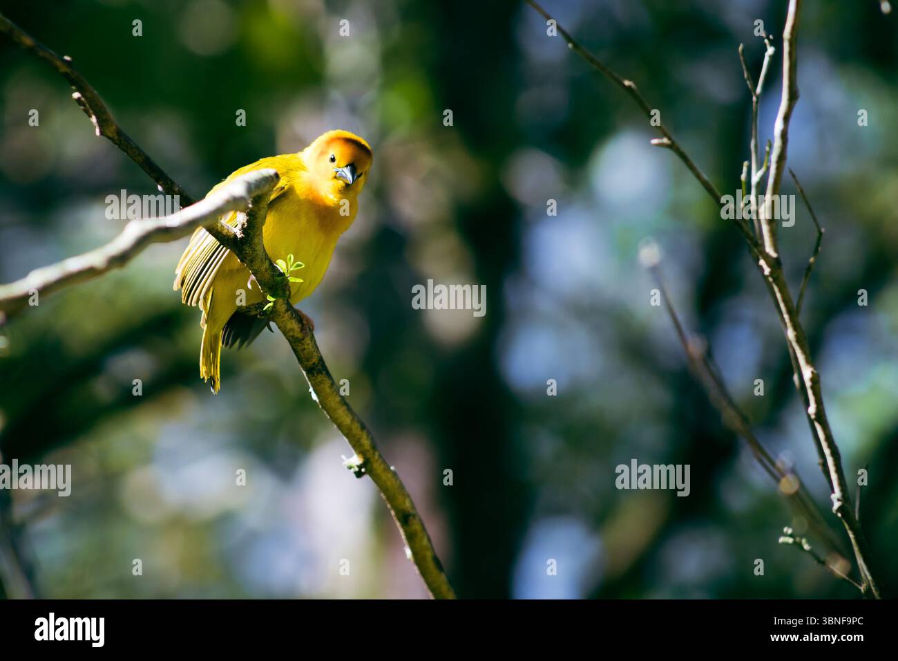 Gelber Vogel tagsüber auf einem Baum Stockfoto