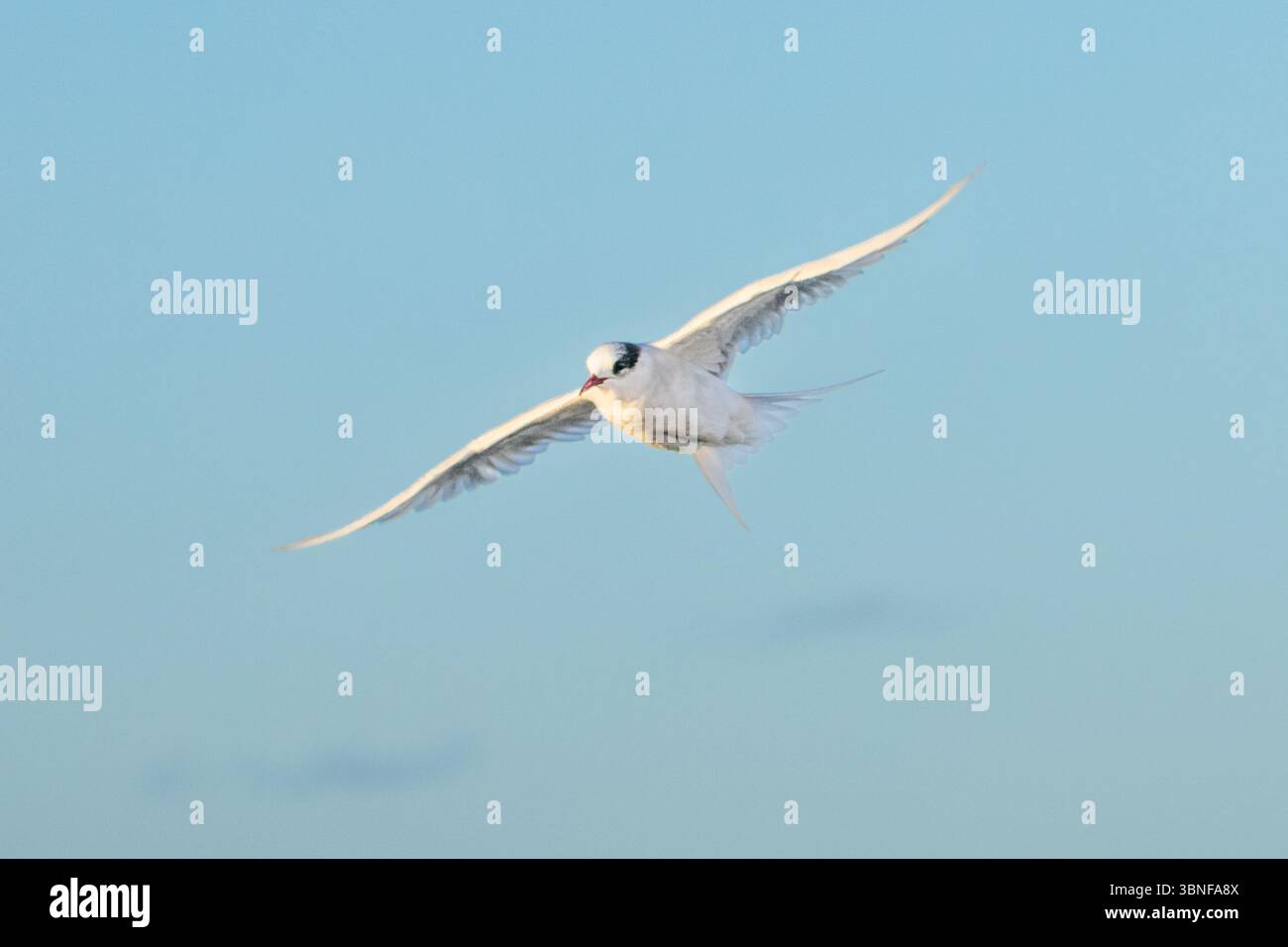 Eine antarktische Seeschwalbe (Sterna vittata) ist eine nicht wandernde Seevögelart, die in den südlichen Ozeanen und kleinen antarktischen Inseln vorkommt. Stockfoto