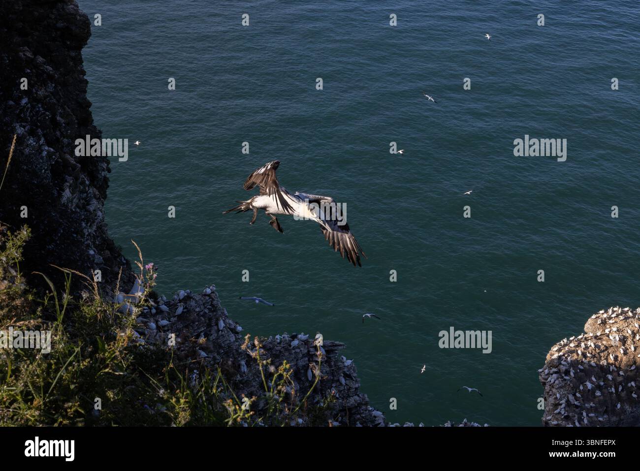Ein Nördliches Gannet fliegt an der Klippe entlang und erhebt sich aus der Nistkolonie unten. Meer und Felsen bilden die Kulisse für diese aktive Seevögelszene Stockfoto