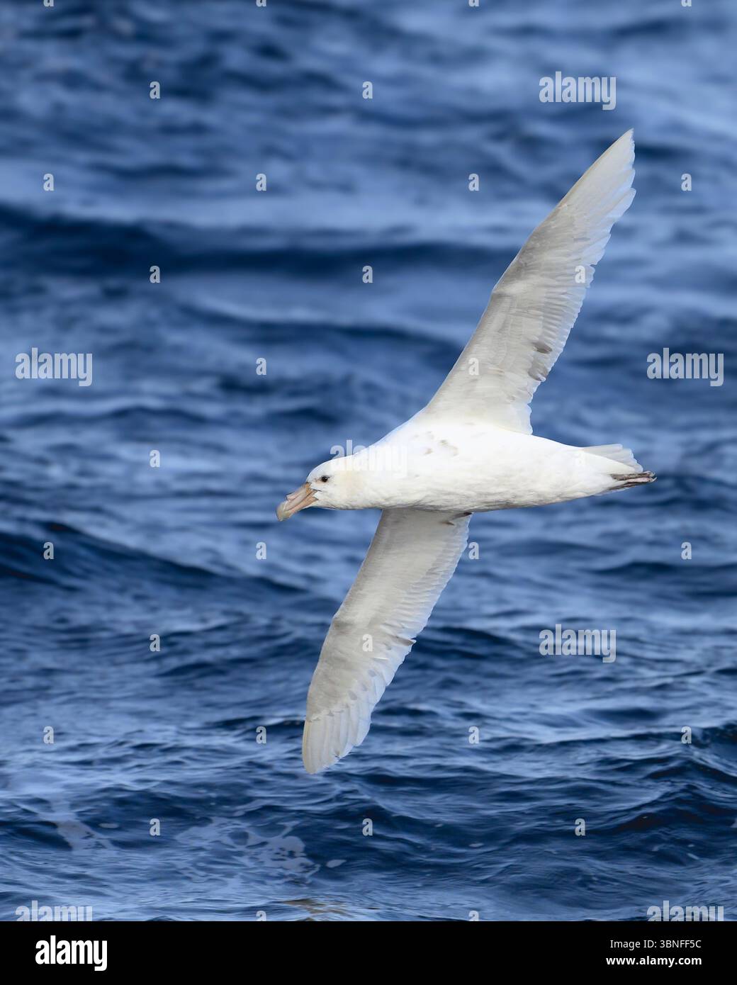 White Morph Southen Giant Petrel folgt einem Schiff in der Antarktis. Stockfoto