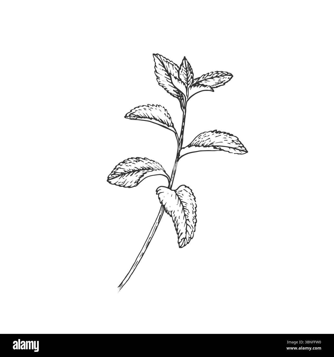 MINT-Zweig. Vektorillustration handgezeichnet mit Tinte und isoliert auf weißem Hintergrund. Stock Vektor