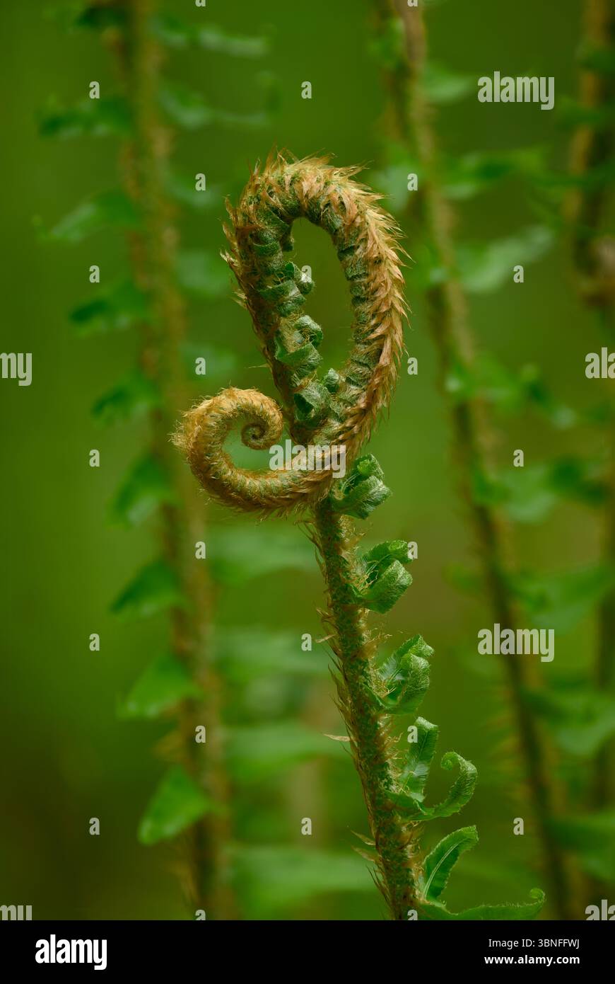 Swordfern frond entfaltet sich, Willamette National Forest, Oregon. Stockfoto