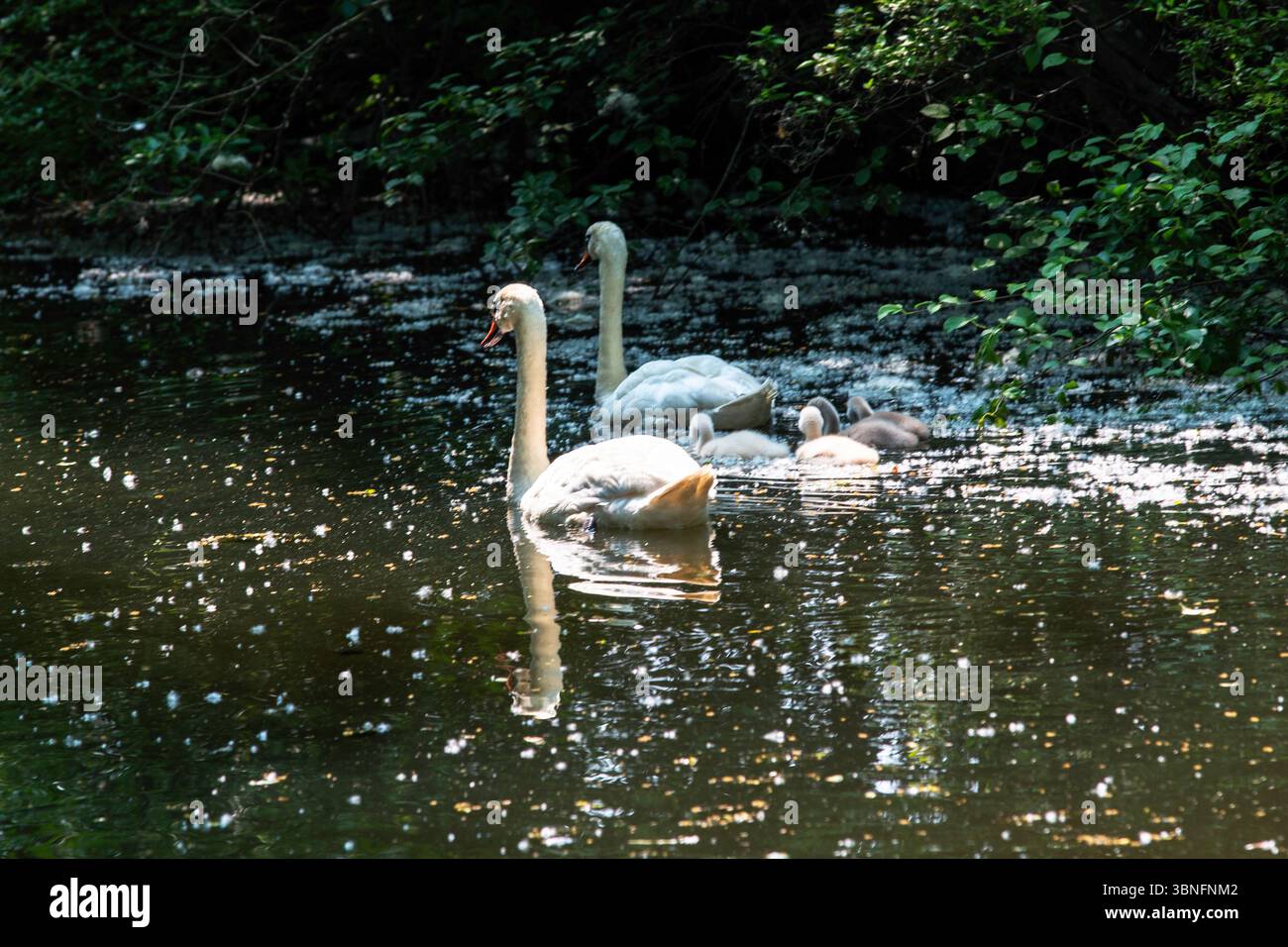 Rückansicht einer Schwänenfamilie gleiten über ruhiges Wasser, umgeben von Grün und einer ruhigen Atmosphäre. Stockfoto