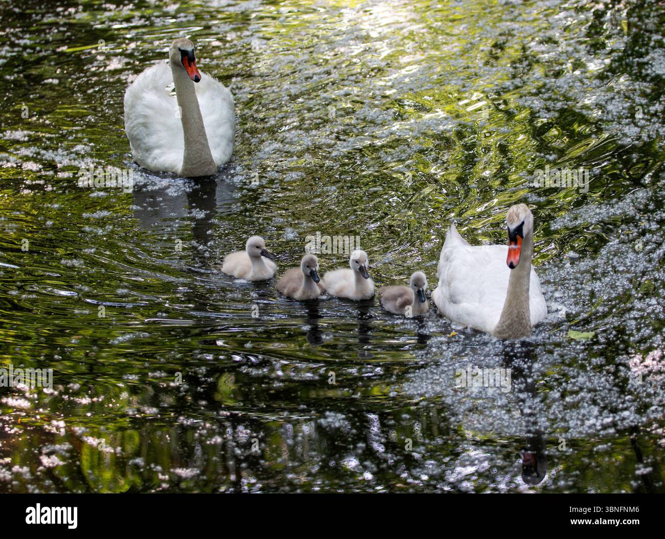 Vorderansicht von zwei erwachsenen Schwänen, die ihre fünf Zygneten durch einen ruhigen Teich mit Reflexionen führen. Stockfoto