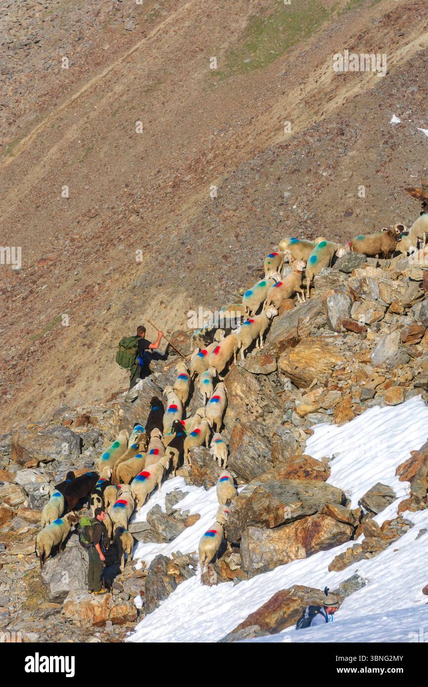 Schaffahrt am Niederjoch Schnalskamm, in der Nähe der Berghütte Similaunhütte. Die Schaffahrt über den Ötztaler Alpenkamm ist ein besonderes Erlebnis Stockfoto