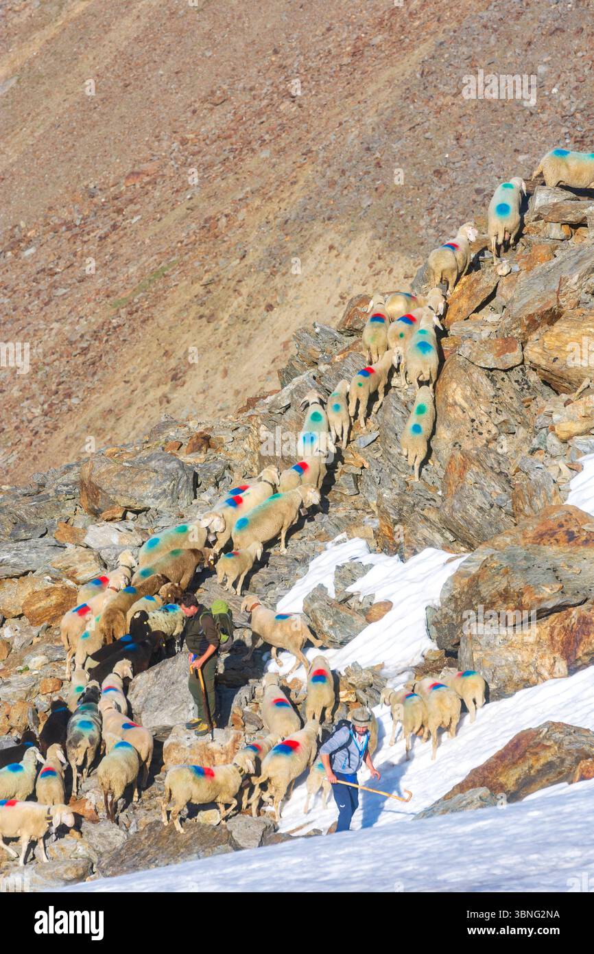 Schaffahrt am Niederjoch Schnalskamm, in der Nähe der Berghütte Similaunhütte. Die Schaffahrt über den Ötztaler Alpenkamm ist ein besonderes Erlebnis Stockfoto