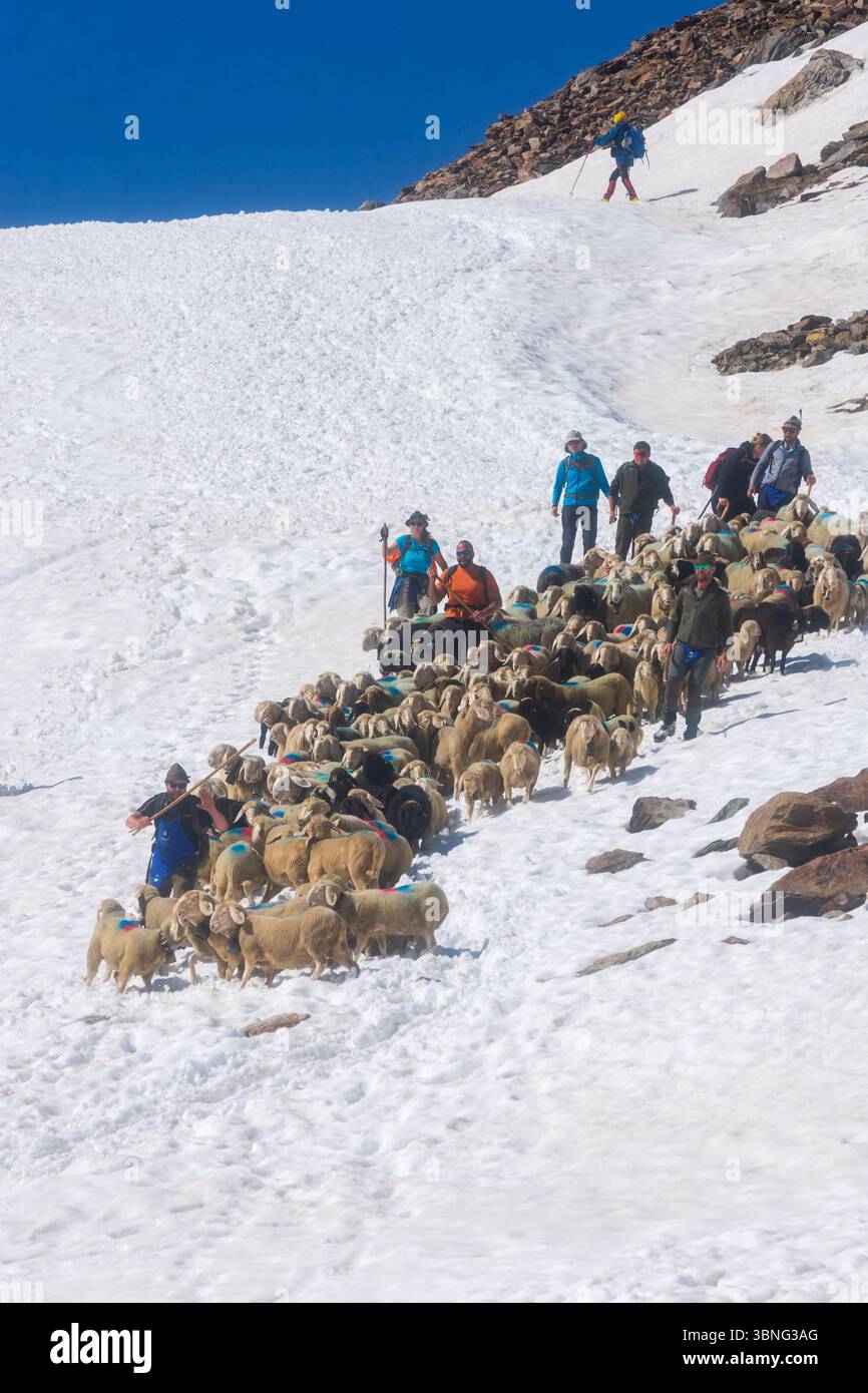 Schaffahrt am Niederjoch Schnalskamm, nahe der Berghütte Similaunhütte, im Schnee. Die Schaffahrt über den Ötztaler Alpenkamm ist ein Stockfoto