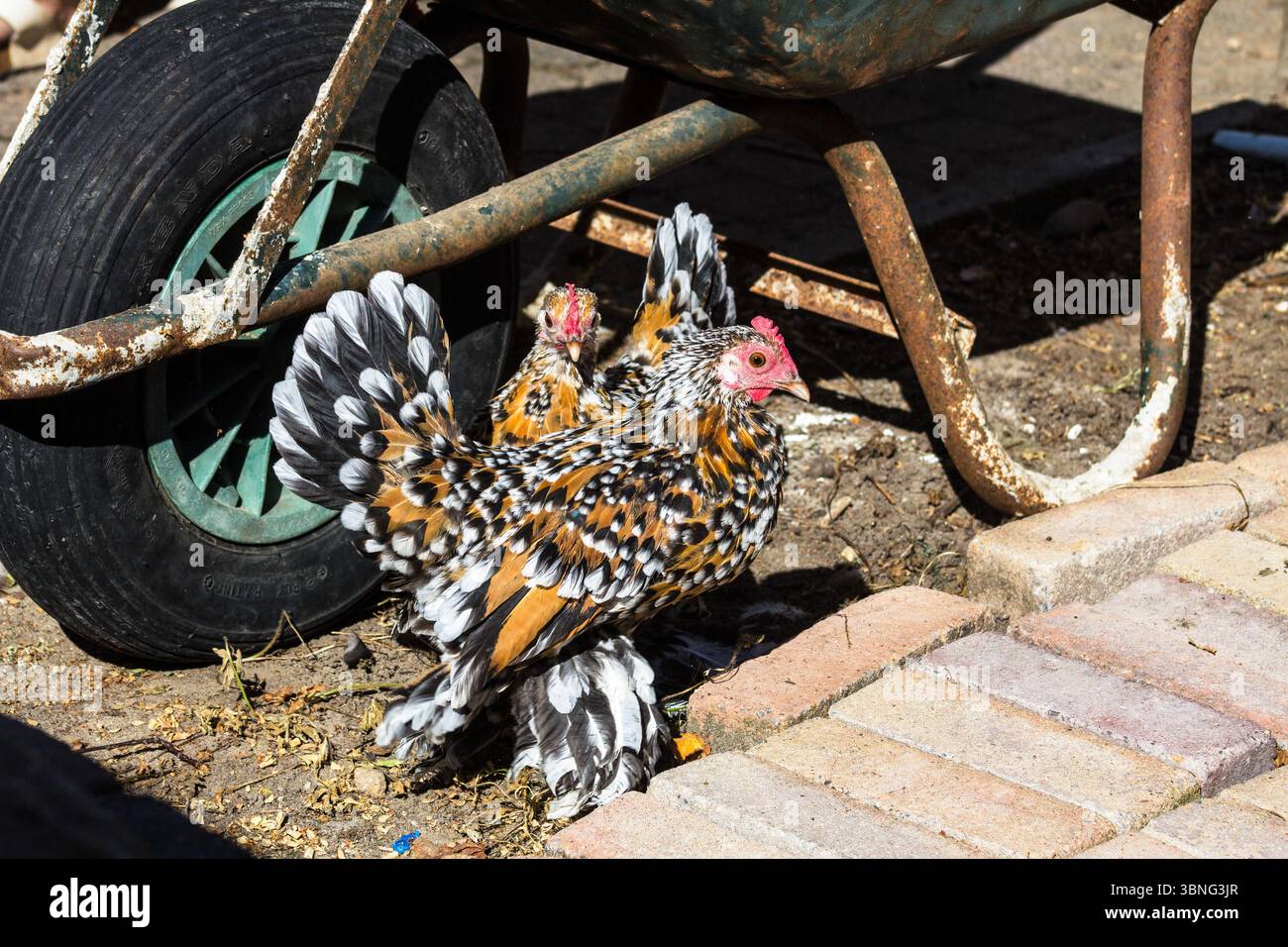 Wer nennt mich Huhn? Ich bin stolz darauf, eine Bantam-Tussi mit Socken und Beinstulpen zu sein. Ich glaube, ich bin ein komisches Mädchen, verwandt mit den Dinosauriern. Ich bin sehr h Stockfoto