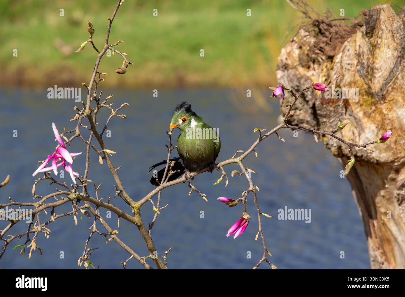 Turaco, Vogel aus Zentral- und Südafrika, sitzt auf einer brache, ruht und macht eine Pause. Genießen Sie den Sonnenschein. Stockfoto