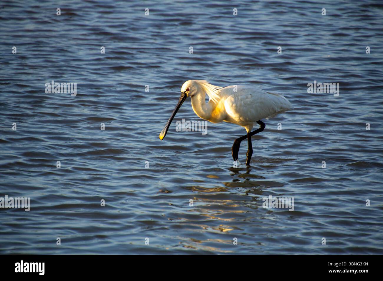Weißer Löffelschnabel sorgt für den warmen Sonnenuntergang während der goldenen Stunden. Fischsuche am frühen Abend in den Feuchtgebieten der Betuwe bei Elst. Dauer Stockfoto