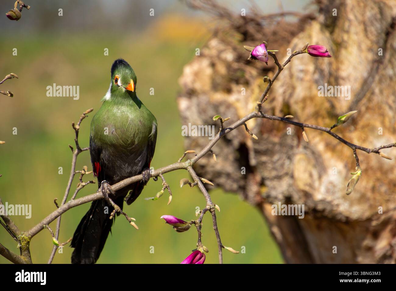 Turaco, Vogel aus Zentral- und Südafrika, sitzt auf einer brache, ruht und macht eine Pause. Genießen Sie das Sonnenlicht. Stockfoto