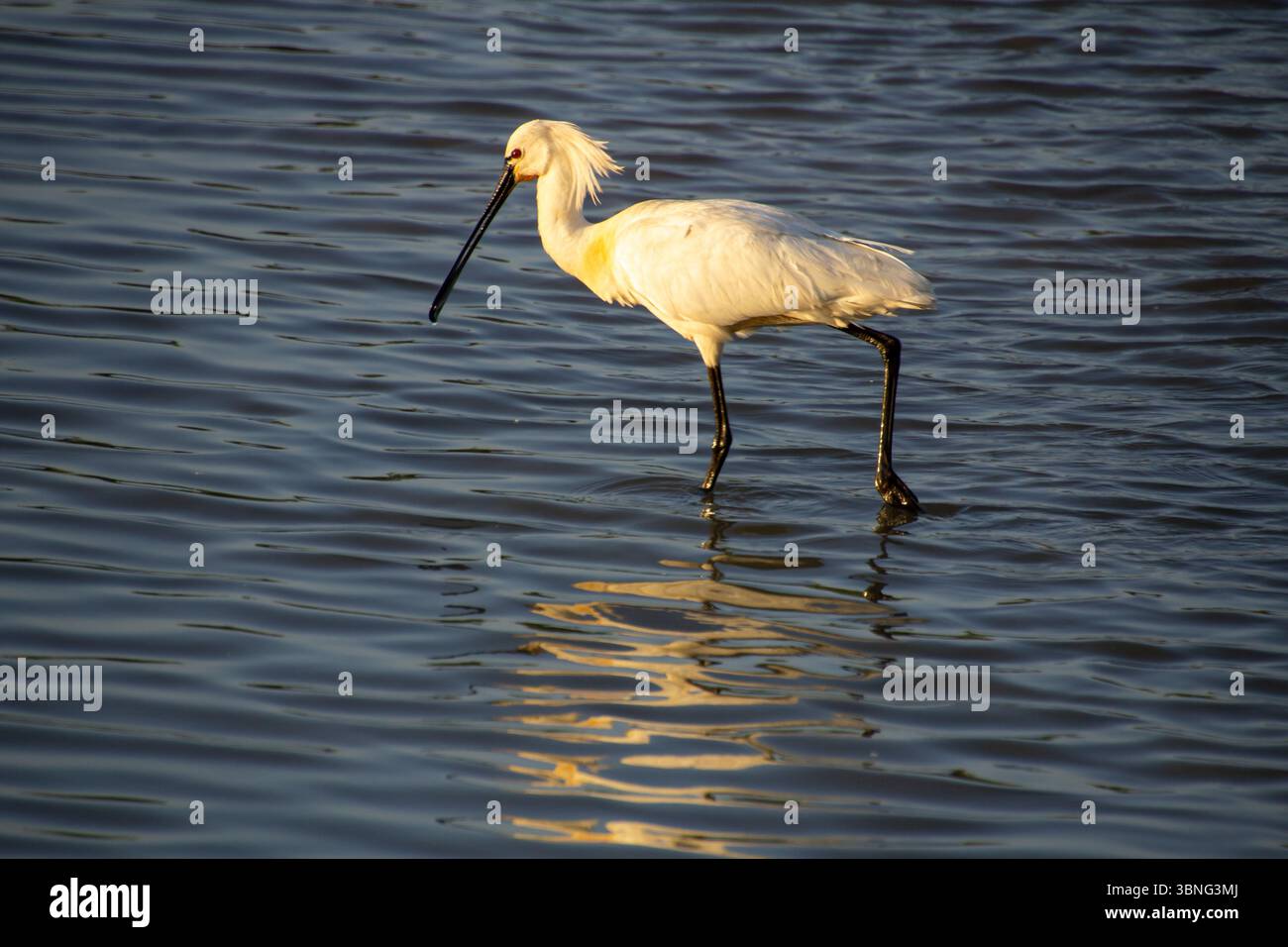 Weißer Löffelschnabel sorgt für den warmen Sonnenuntergang während der goldenen Stunden. Fischsuche am frühen Abend in den Feuchtgebieten der Betuwe bei Elst. Dauer Stockfoto