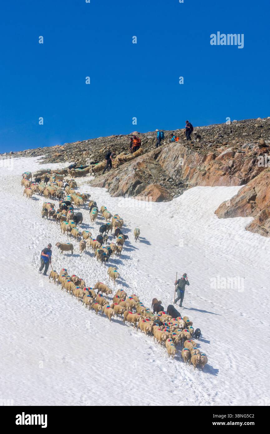 Schaffahrt am Niederjoch Schnalskamm, nahe der Berghütte Similaunhütte, im Schnee. Die Schaffahrt über den Ötztaler Alpenkamm ist ein Stockfoto