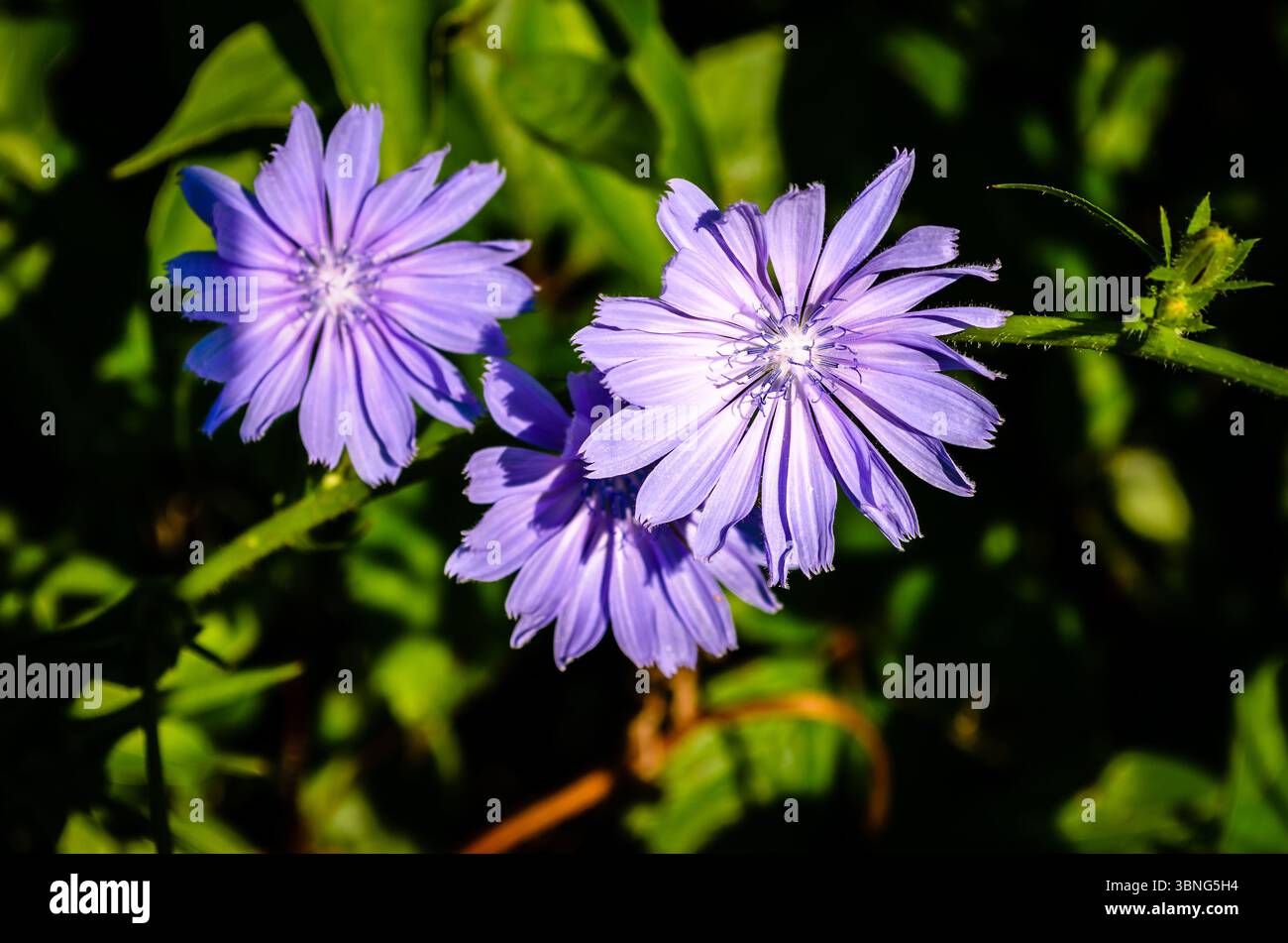 Nahaufnahme von drei Zichorienblüten vor grünem Hintergrund in der Morgensonne. Stockfoto