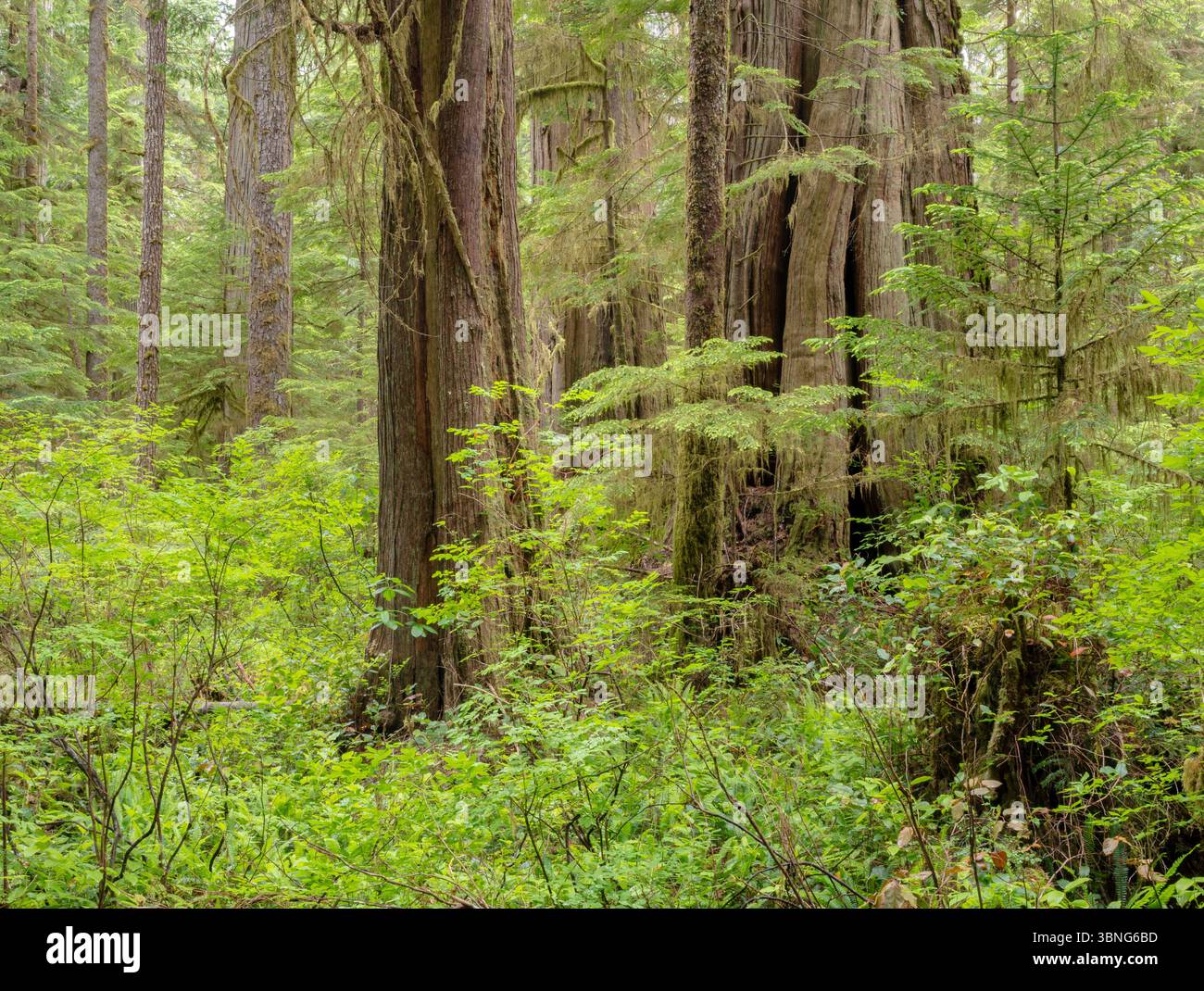 WA26643-00....WASHINGTON - gemischter Wald aus westlichen roten Zedern und douglasien entlang des Commissioner's Trail, Olympic Peninsula. Stockfoto
