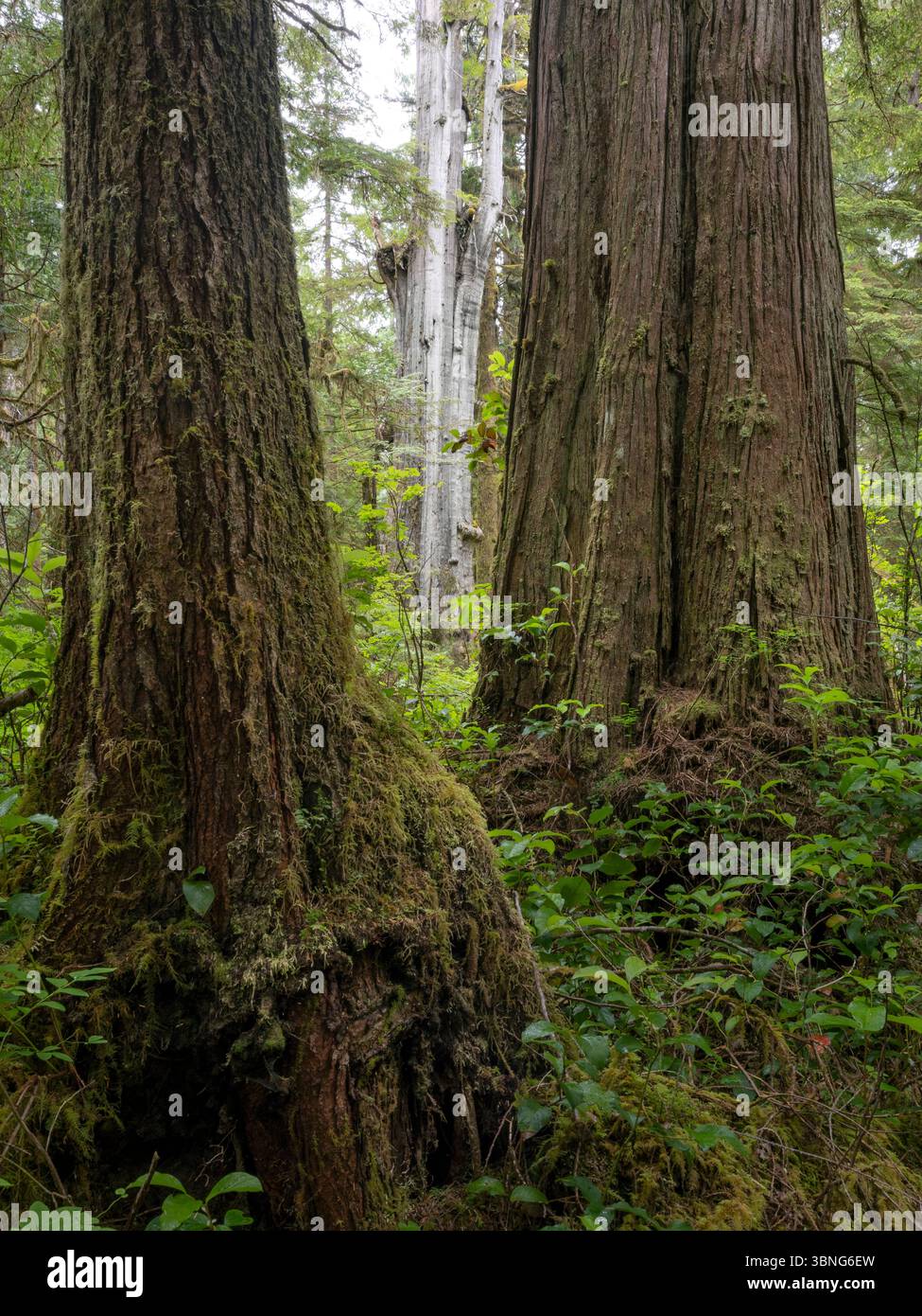 WA26649-00....WASHINGTON - gemischter Wald aus westlichen roten Zedern, Fichten und douglasien entlang des Commissioner's Trail auf der Olympic Peninsula. Stockfoto