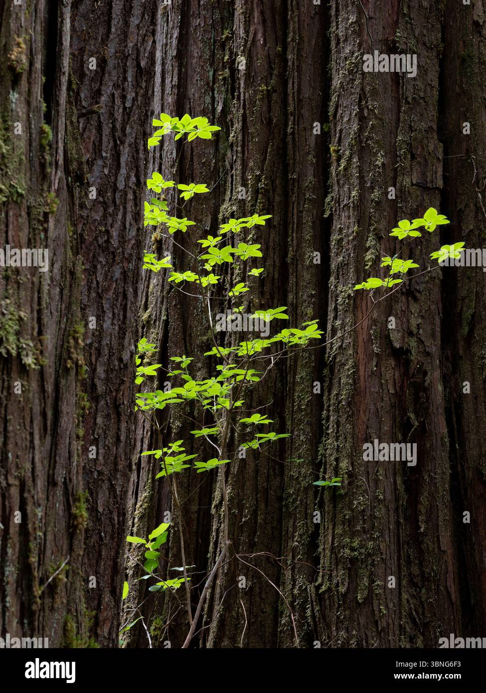 WA26651-00....WASHINGTON - Walddetails entlang des Commissioner's Trail, Olympic Peninsula. Stockfoto
