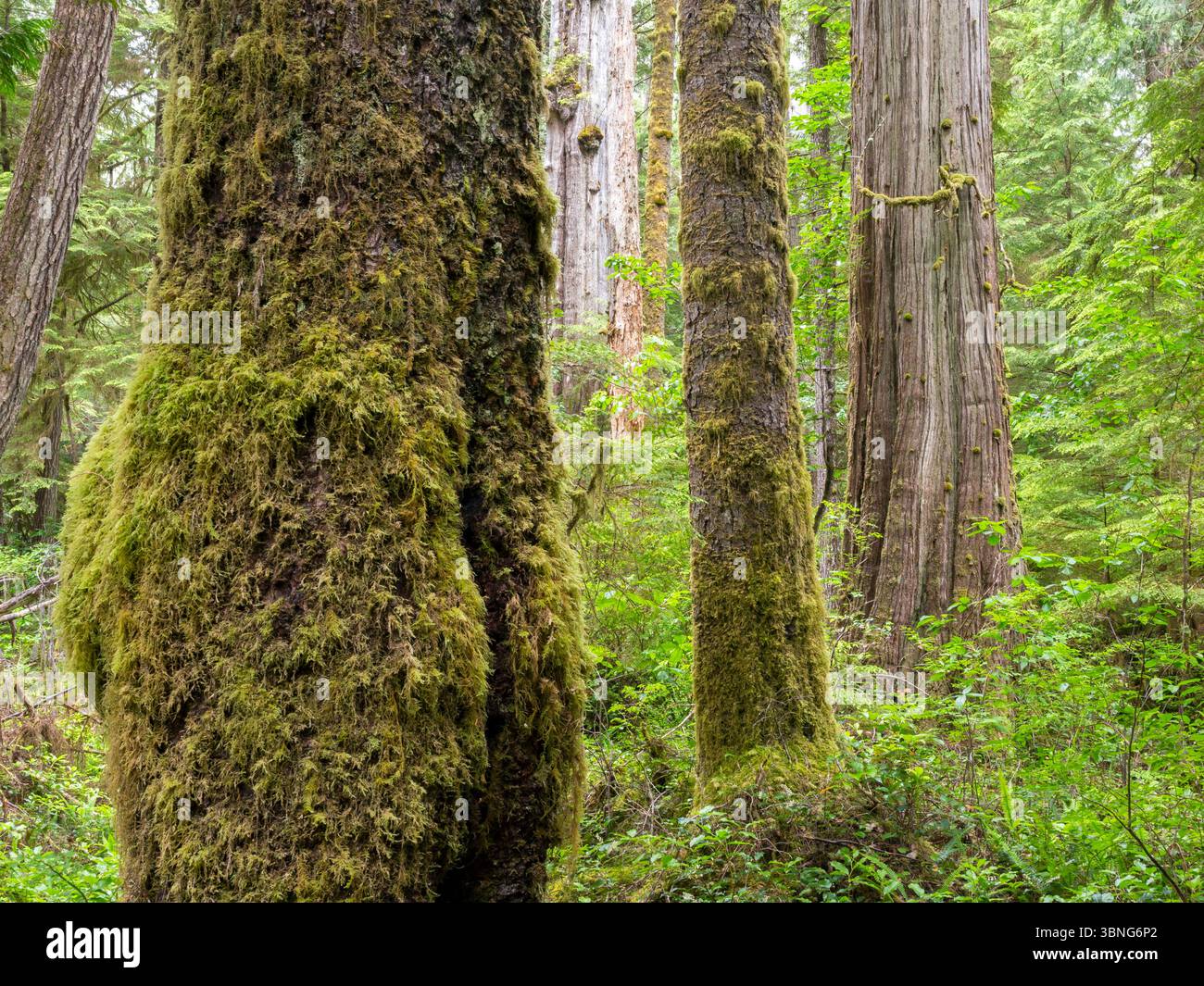 WA26653-00....WASHINGTON - gemischter Wald aus westlichen roten Zedern, Fichten und douglasien entlang des Commissioner's Trail auf der Olympic Peninsula. Stockfoto
