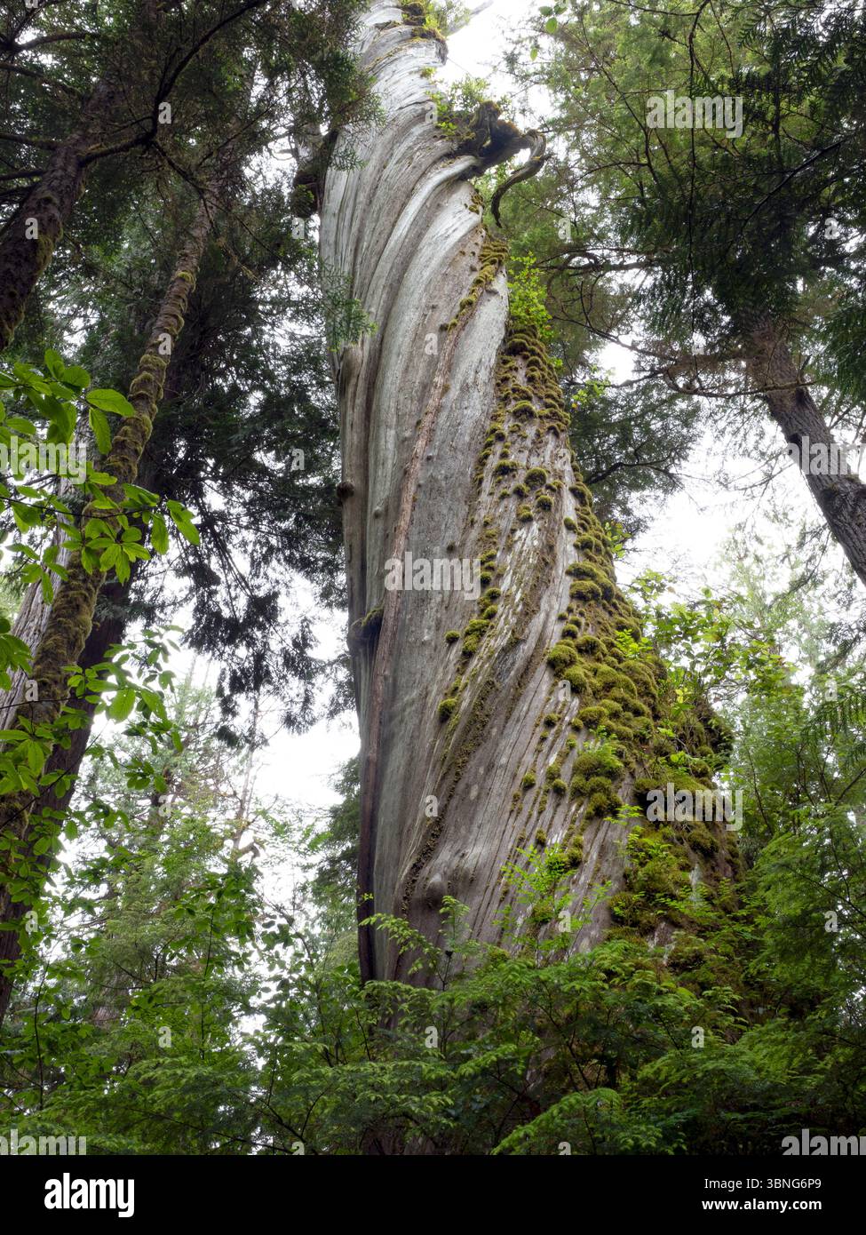 WA26655-00....WASHINGTON - ein Baum, der entlang des Commissioner's Trail auf der Olympic Peninsula in Korkenzieherform verdreht ist. Stockfoto