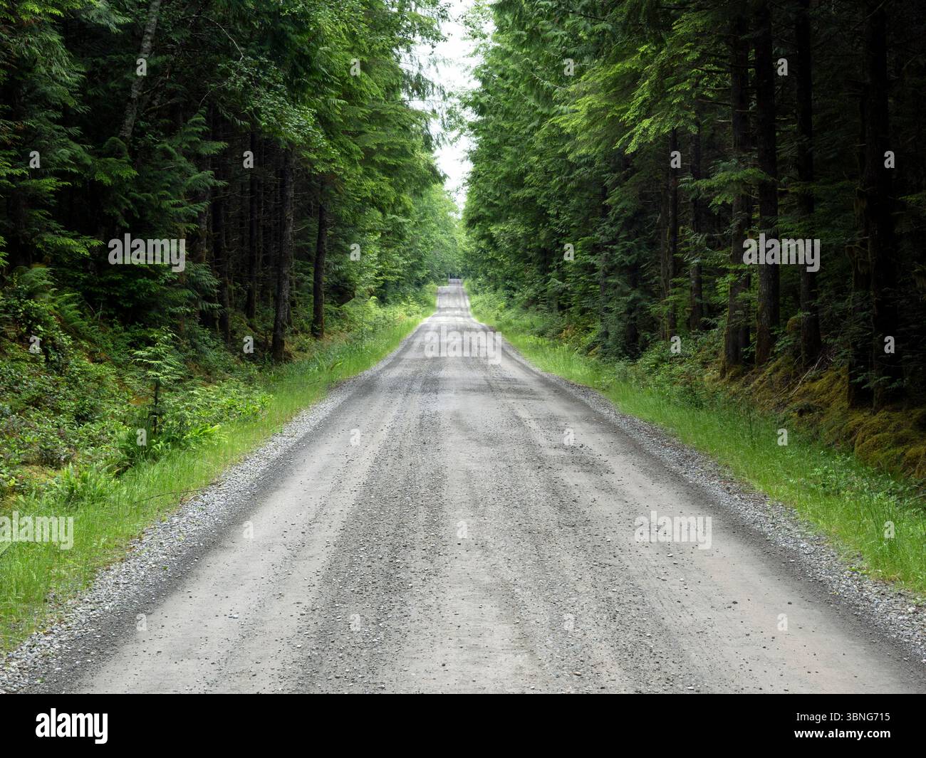 WA26657-00....WASHINGTON - Forest Road, Olympic Peninsula. Stockfoto
