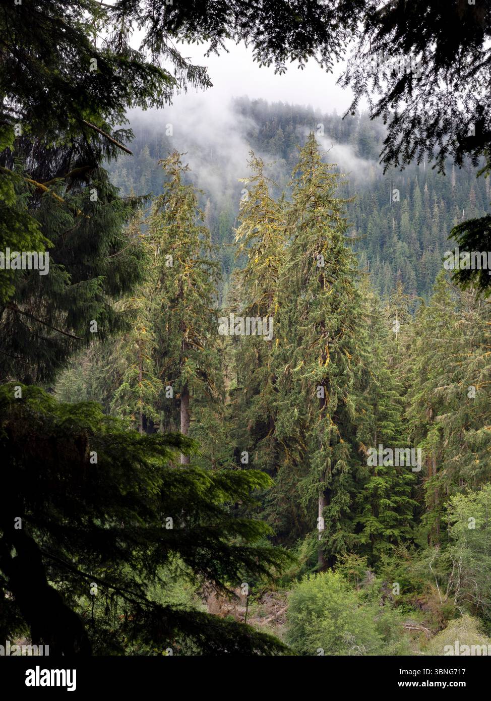 WA26659-00....WASHINGTON - gemischter Wald aus Zedern, Fichten und douglasien entlang des Hoh River Trail, Olympic National Park. Stockfoto