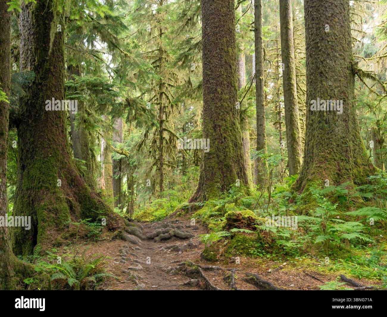 WA26660-00....WASHINGTON - gemischter Wald aus Zedern, Fichten und douglasien entlang des Hoh River Trail, Olympic National Park. Stockfoto