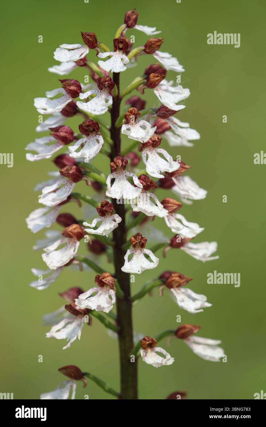 Lady Orchidee - Orchis purpurea Stockfoto