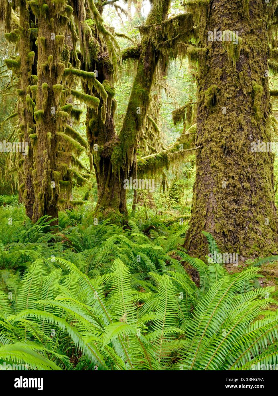 WA26664-00....WASHINGTON - gemischter Wald mit Laub- und Nadelbäumen entlang des Hoh River Trail, Olympic National Park. Stockfoto