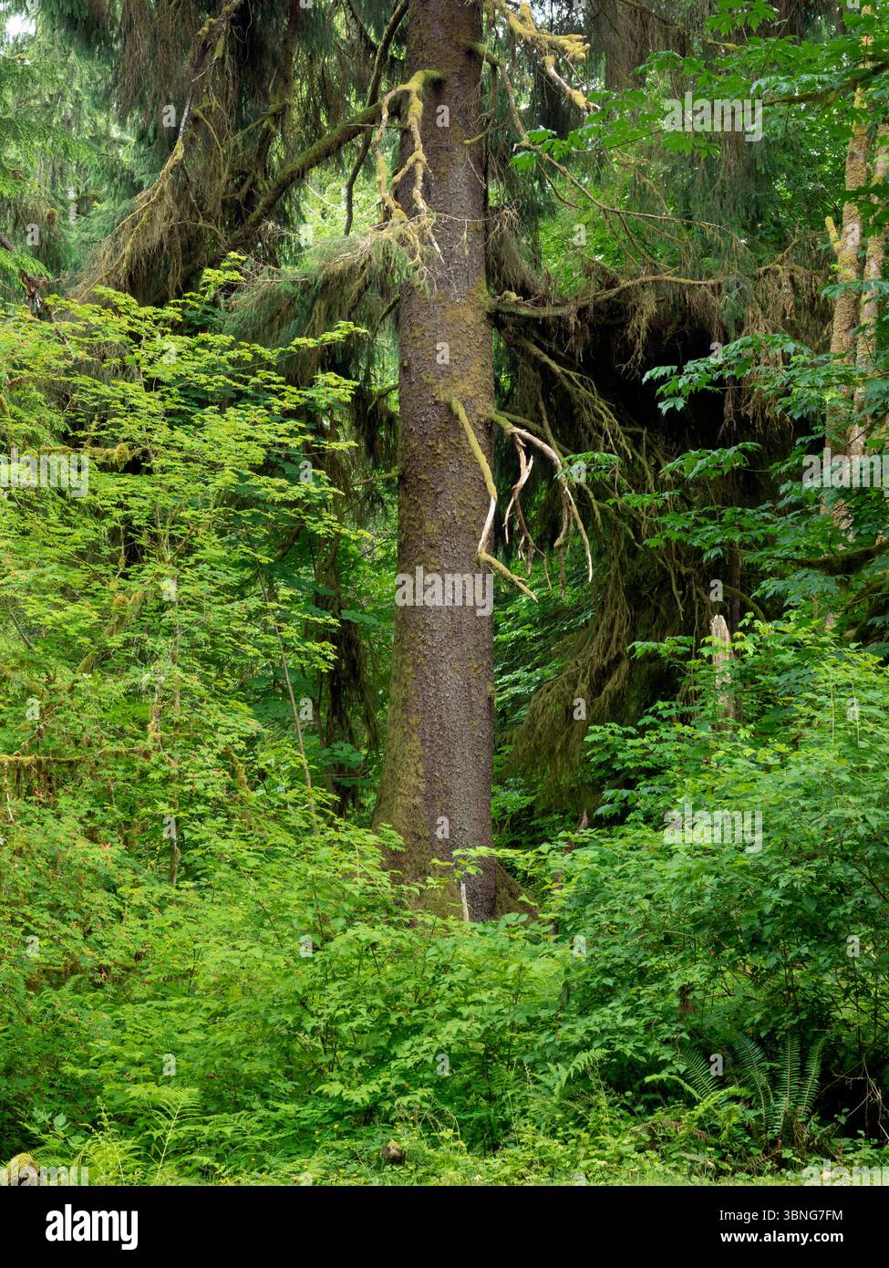 WA26665-00....WASHINGTON - Sitka-Fichte (Picea sitchensis) im Hoh River Valley, Olympic Peninsula. Stockfoto