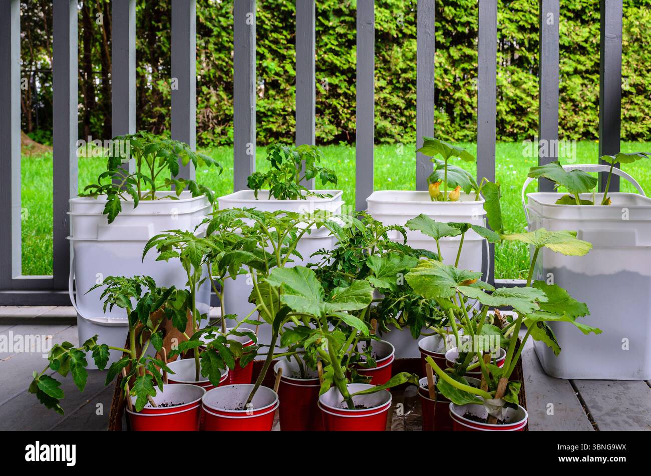 Kleine Gruppe von Kräutern und Gemüse in roten Sämlingbechern, die bereit sind, Pflanzen zu Pflanzen und Pflanzen in weißen Eimern auf einer überdachten Veranda zu verstauen Stockfoto