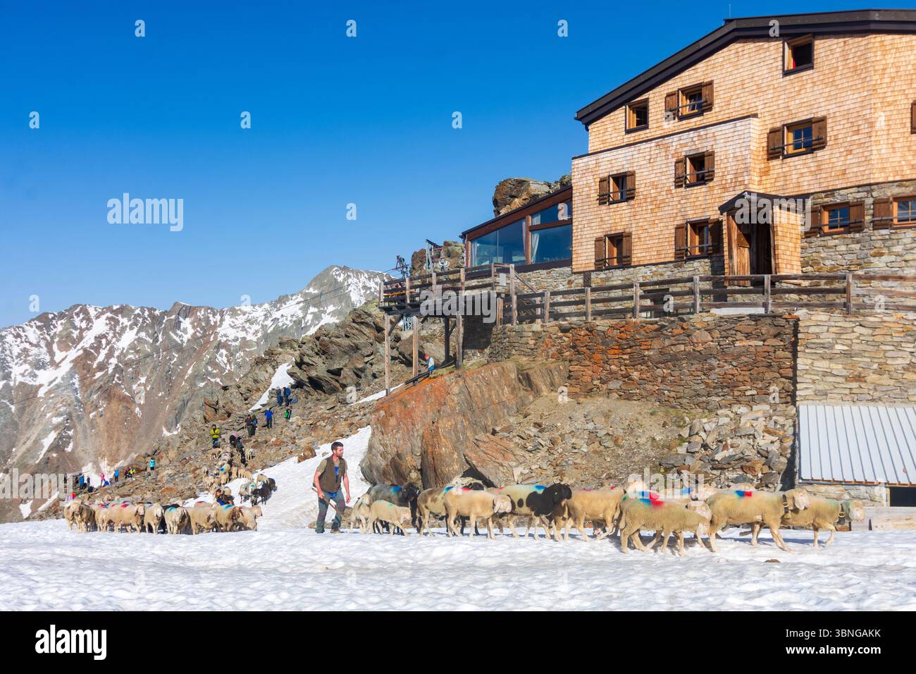 Schnals: Schaffahrt am Bergpass Niederjoch (Schnalskamm), Hütte Similaunhütte, im Schnee. Die Schafe fahren über den Ötztaler Alpenkamm Stockfoto