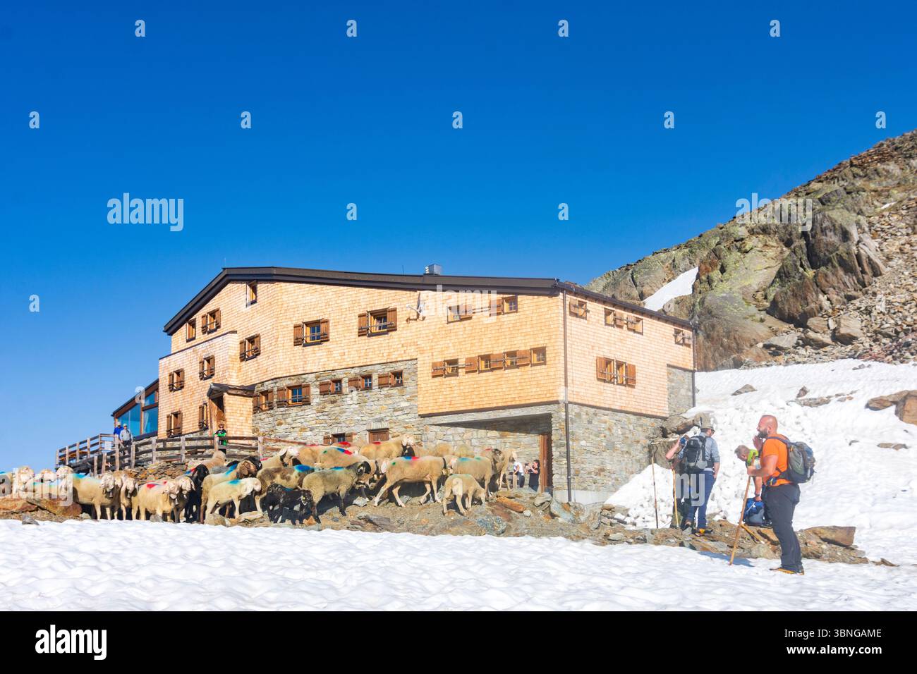Schnals: Schaffahrt am Bergpass Niederjoch (Schnalskamm), Hütte Similaunhütte, im Schnee. Die Schafe fahren über den Ötztaler Alpenkamm Stockfoto