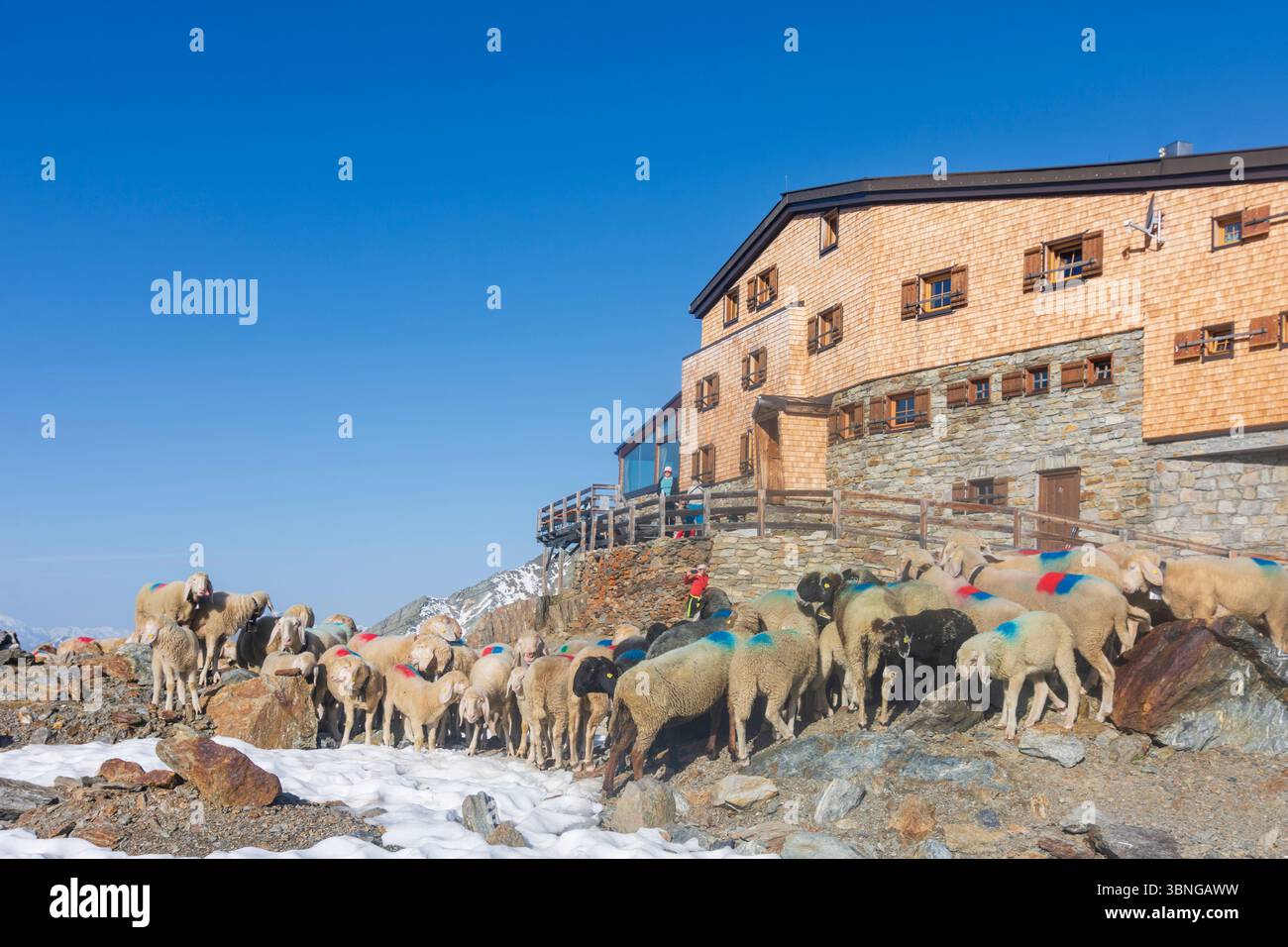 Schnals: Schaffahrt am Bergpass Niederjoch (Schnalskamm), Hütte Similaunhütte, im Schnee. Die Schafe fahren über den Ötztaler Alpenkamm Stockfoto