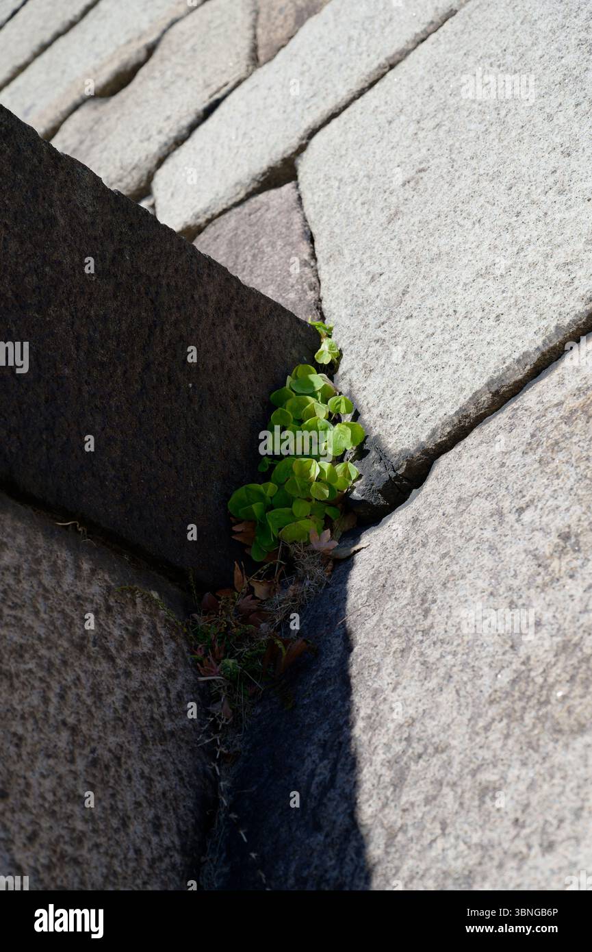 Frische grüne Blätter sprießen aus den Lücken in den alten Steinmauern des Hofes des Tokioter Kaiserpalastes, ein Zeugnis für ruhige Widerstandsfähigkeit Stockfoto