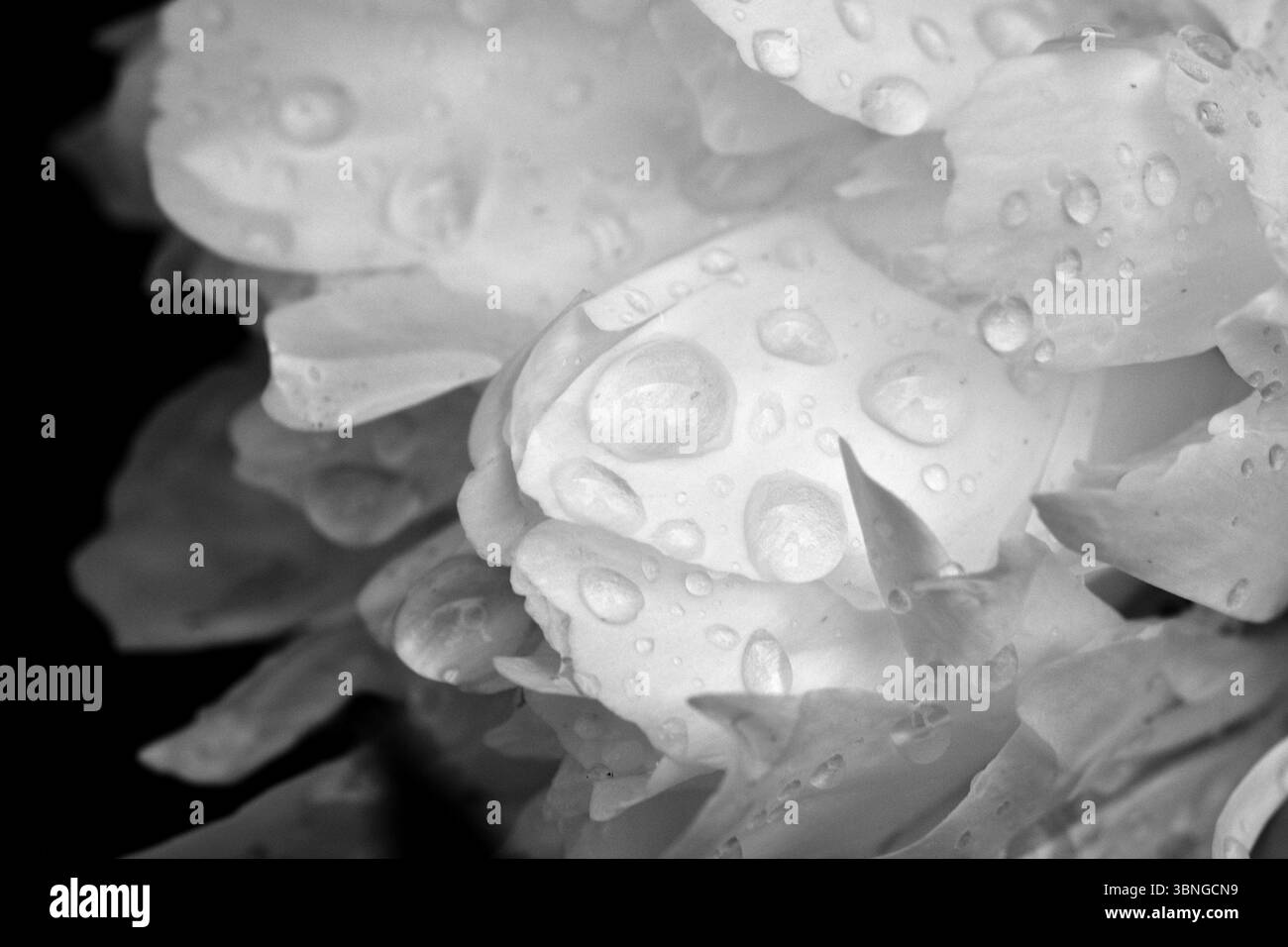 Weiße Pfingstrosenblüte mit Regenwassertropfen aus nächster Nähe. Einfarbiges Pfingstrosenblütenblütenblatt mit abstrakten Regentropfen. Stockfoto