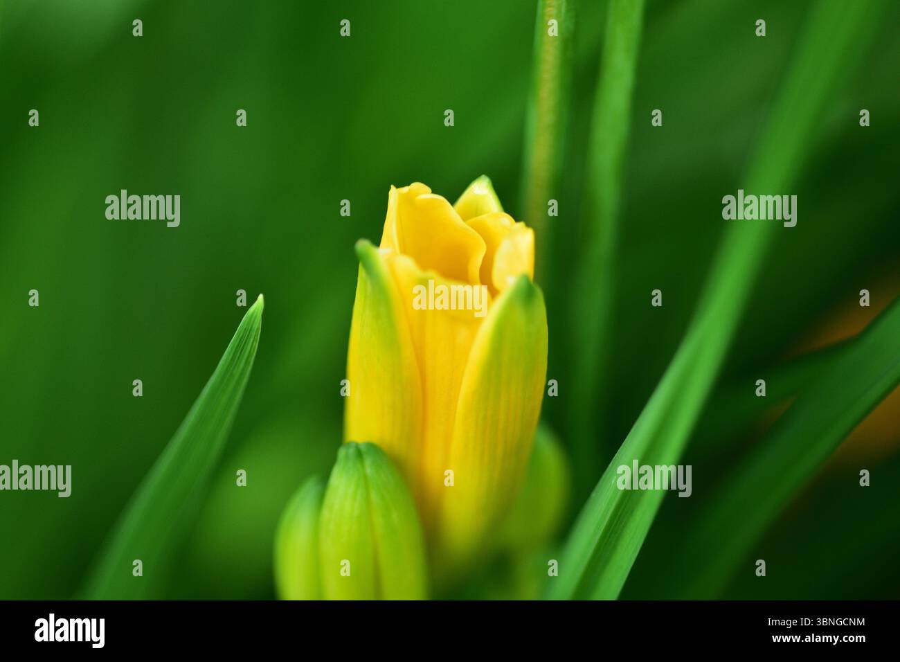 Gelbe Blume Blüte Vorderansicht verschwommener Hintergrund Stockfoto