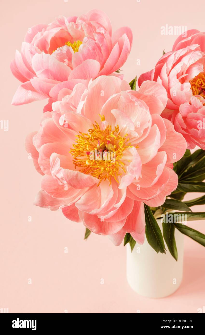 Drei pinkfarbene Pfingstrosen in weißer Vase, florales Stillleben Stockfoto