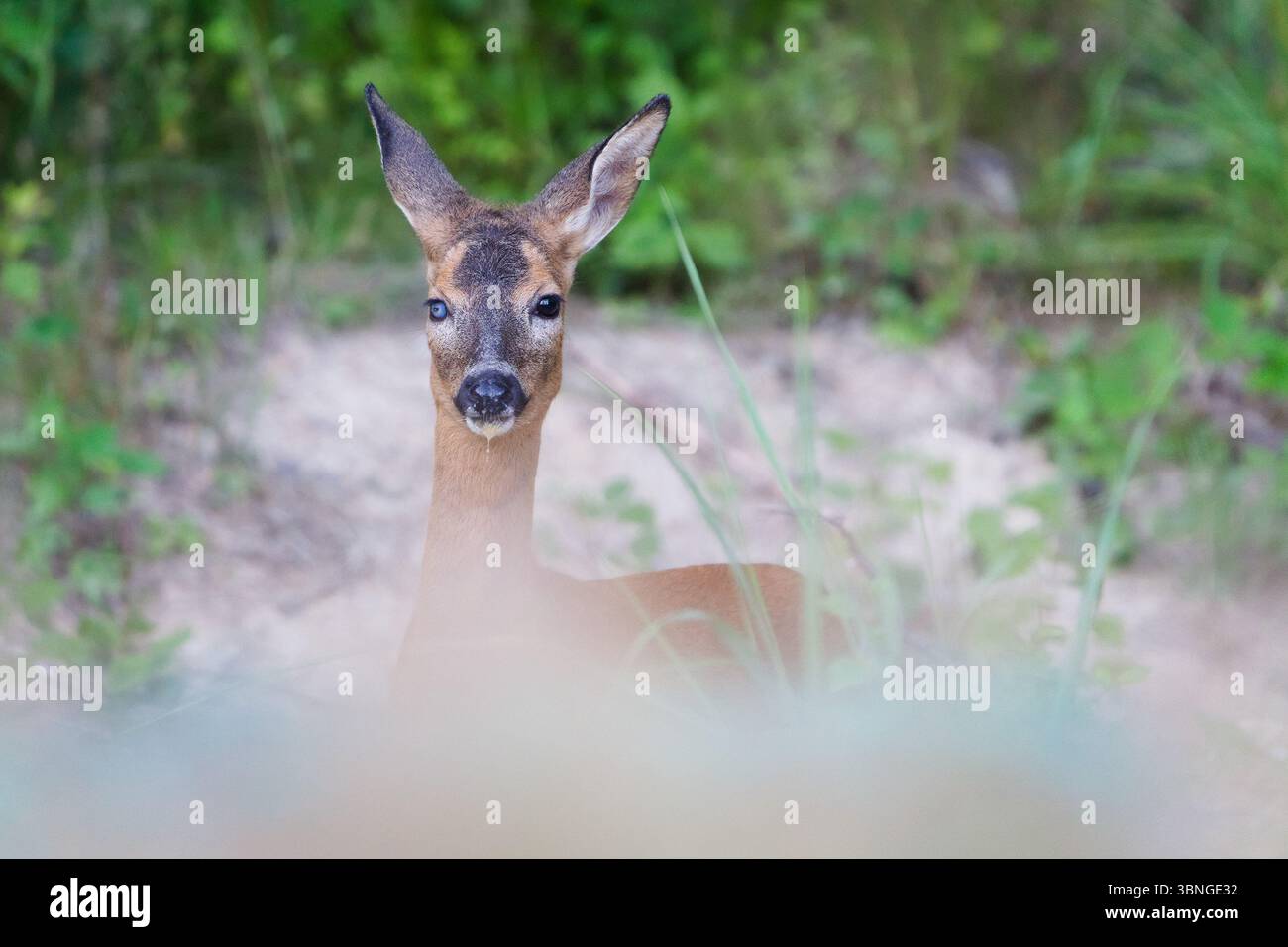 Ein furchtbarer Hirsch mit verletzten Augen sieht aus wie ein Zombie. Capreolus capreolus europäisches Reh weiblich im Wald. Stockfoto