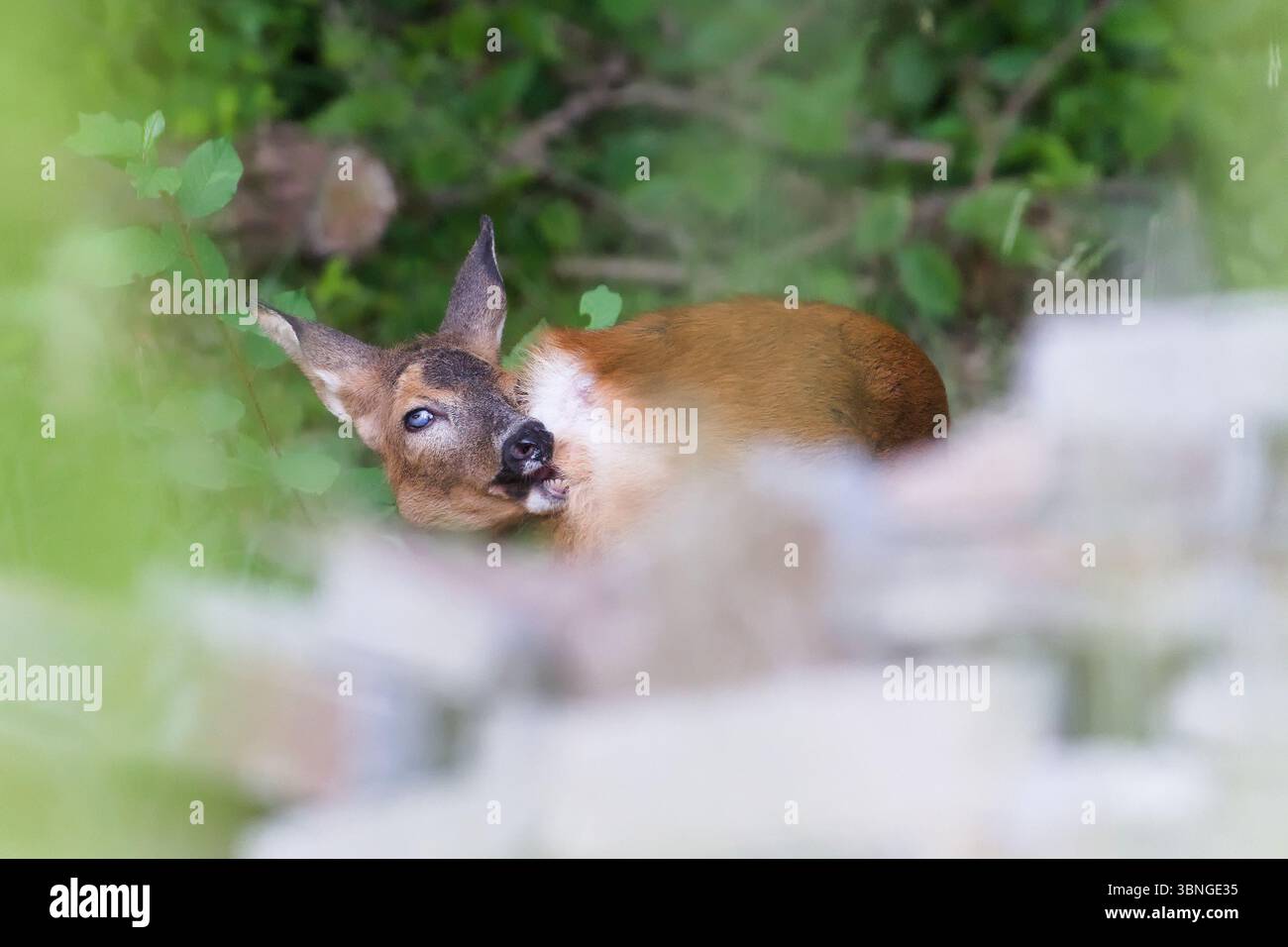 Ein furchtbarer Hirsch mit verletzten Augen sieht aus wie ein Zombie. Capreolus capreolus europäisches Reh weiblich im Wald. Stockfoto