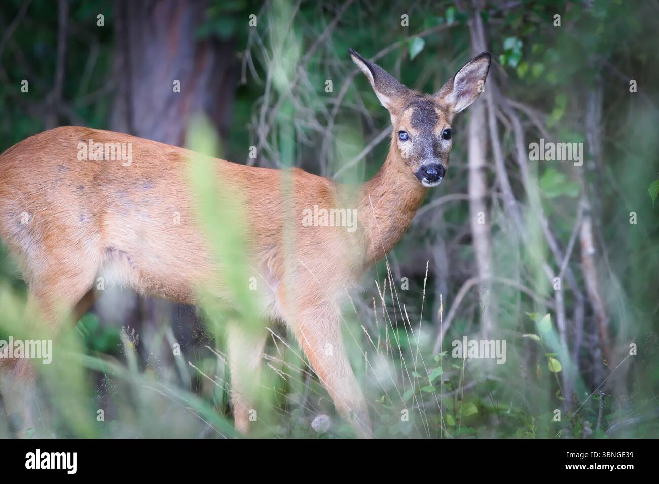 Ein furchtbarer Hirsch mit verletzten Augen sieht aus wie ein Zombie. Capreolus capreolus europäisches Reh weiblich im Wald. Stockfoto