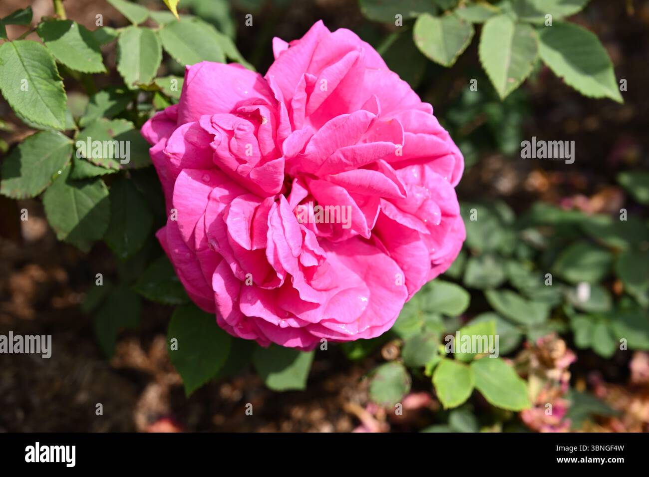 Hellrosa, doppelte Frühlingsblumen von rosa 'Madame Isaac Péreire' UK Garden Juni Stockfoto
