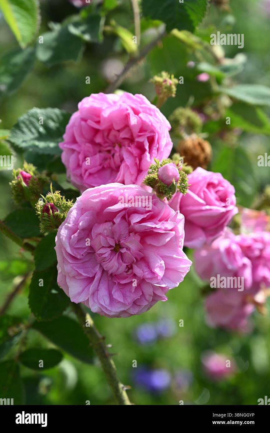 Doppel-rosa Sommerblumen aus Moosrose, Rosa x centifolia 'Cristata' UK Garden Juni Stockfoto