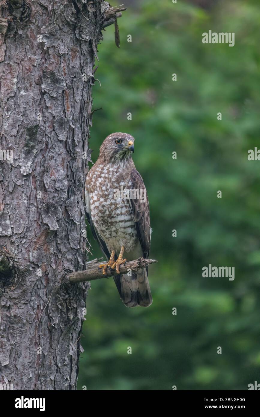 Breitflügelfalken jagen an einem frühen Junimorgen im Norden von Wisconsin. Stockfoto